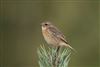 Stonechat