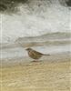 Rock Pipit