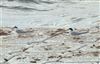 Little Tern