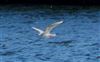 Bonaparte's Gull