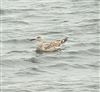 Caspian Gull