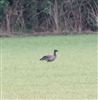 Brent Goose