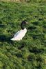 Black-necked Swan