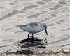 Sanderling