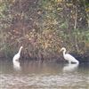 Great White Egret