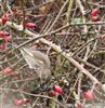 Greenfinch