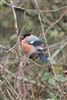 Bullfinch