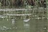 Greenshank