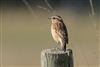 Whinchat