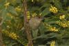 Blackcap