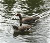 Greylag Goose