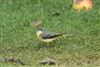 Grey Wagtail