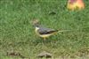 Grey Wagtail