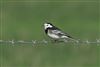 Pied Wagtail