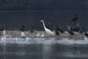 Great White Egret