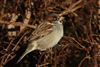 House Sparrow