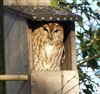 Tawny Owl