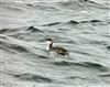 Slavonian Grebe