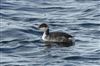 Slavonian Grebe