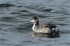 Slavonian Grebe