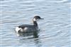 Slavonian Grebe