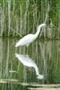 Little Egret