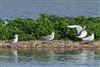 Mediterranean Gull