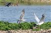 Mediterranean Gull