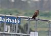 Short-eared Owl