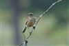 Stonechat