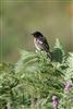 Stonechat