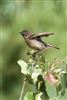 Stonechat