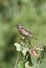 Stonechat