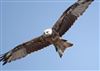 Red Kite