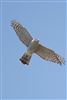 Sparrowhawk