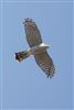 Sparrowhawk