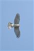 Sparrowhawk