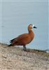 Ruddy Shelduck