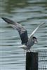 Common Tern