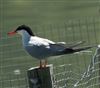 Common Tern