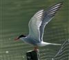 Common Tern