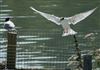 Common Tern