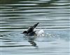 Common Tern