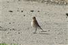 Wheatear