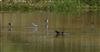 Greenshank