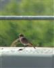 Black Redstart