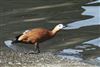 Ruddy Shelduck