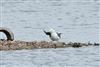 Lesser Black-backed Gull