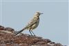 Yellow Wagtail