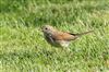 Whitethroat